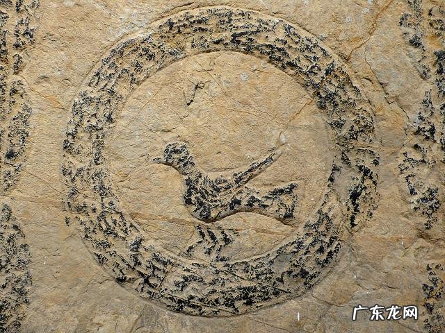 三足乌真实图片 三足乌是什么意思