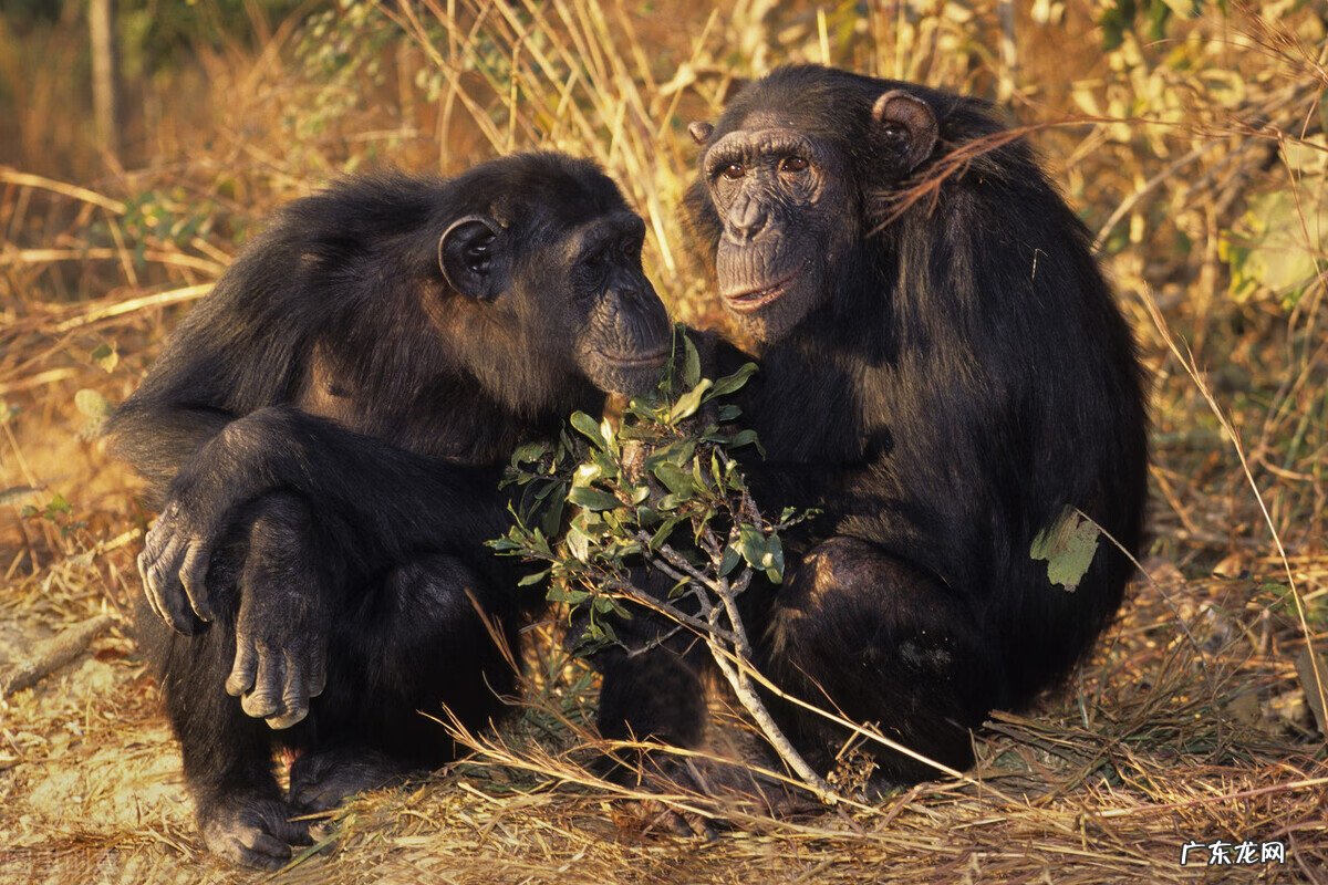 人类体内有多少对染色体 人的染色体有多少对?