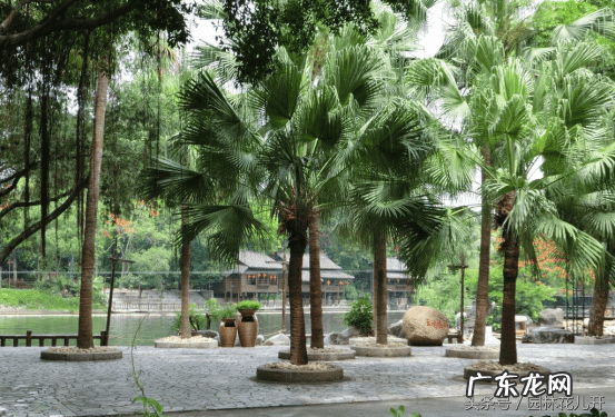 桔子树的风水作用 桔子树在风水上的作用