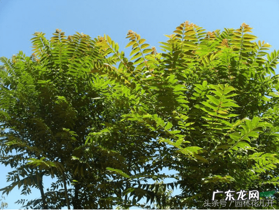 桔子树的风水作用 桔子树在风水上的作用