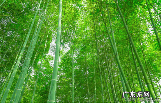 桔子树的风水作用 桔子树在风水上的作用