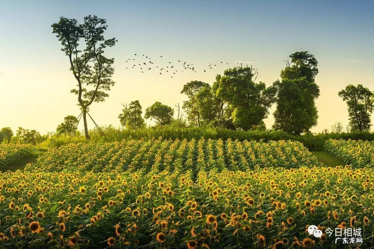 相城区学校绿化养护风水知识