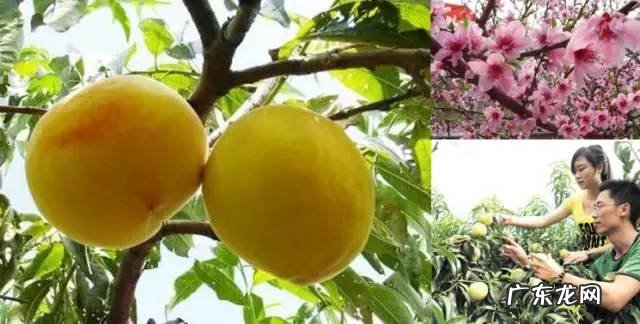 相城区学校绿化养护风水知识