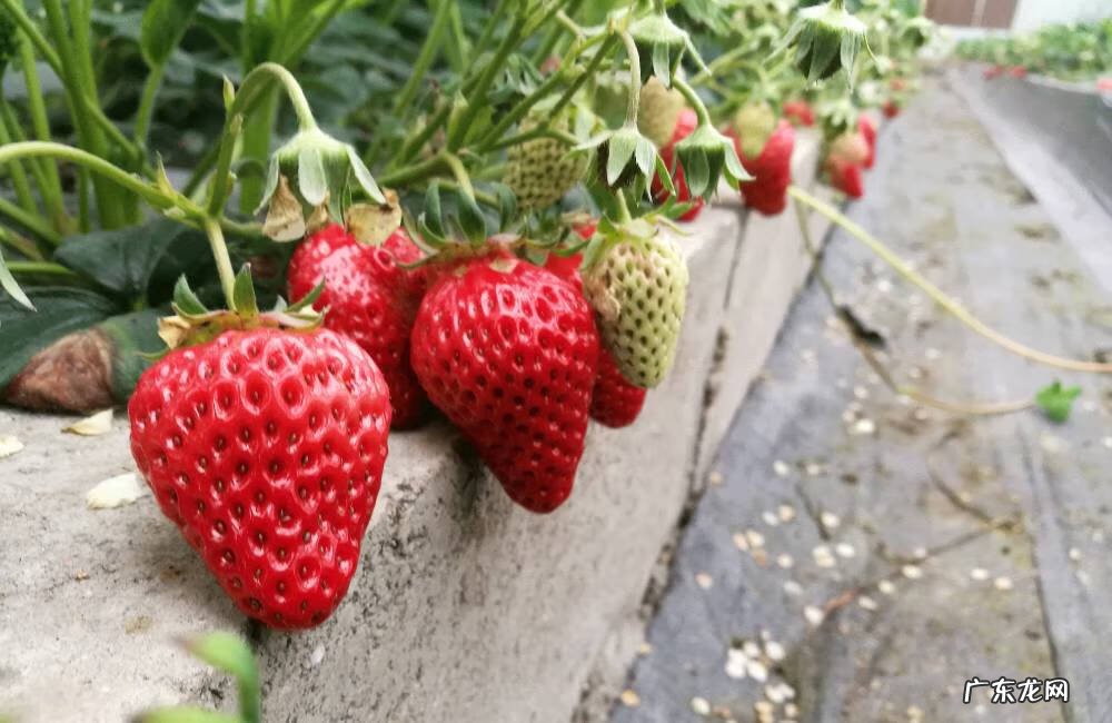 相城区学校绿化养护风水知识