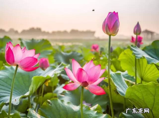 相城区学校绿化养护风水知识