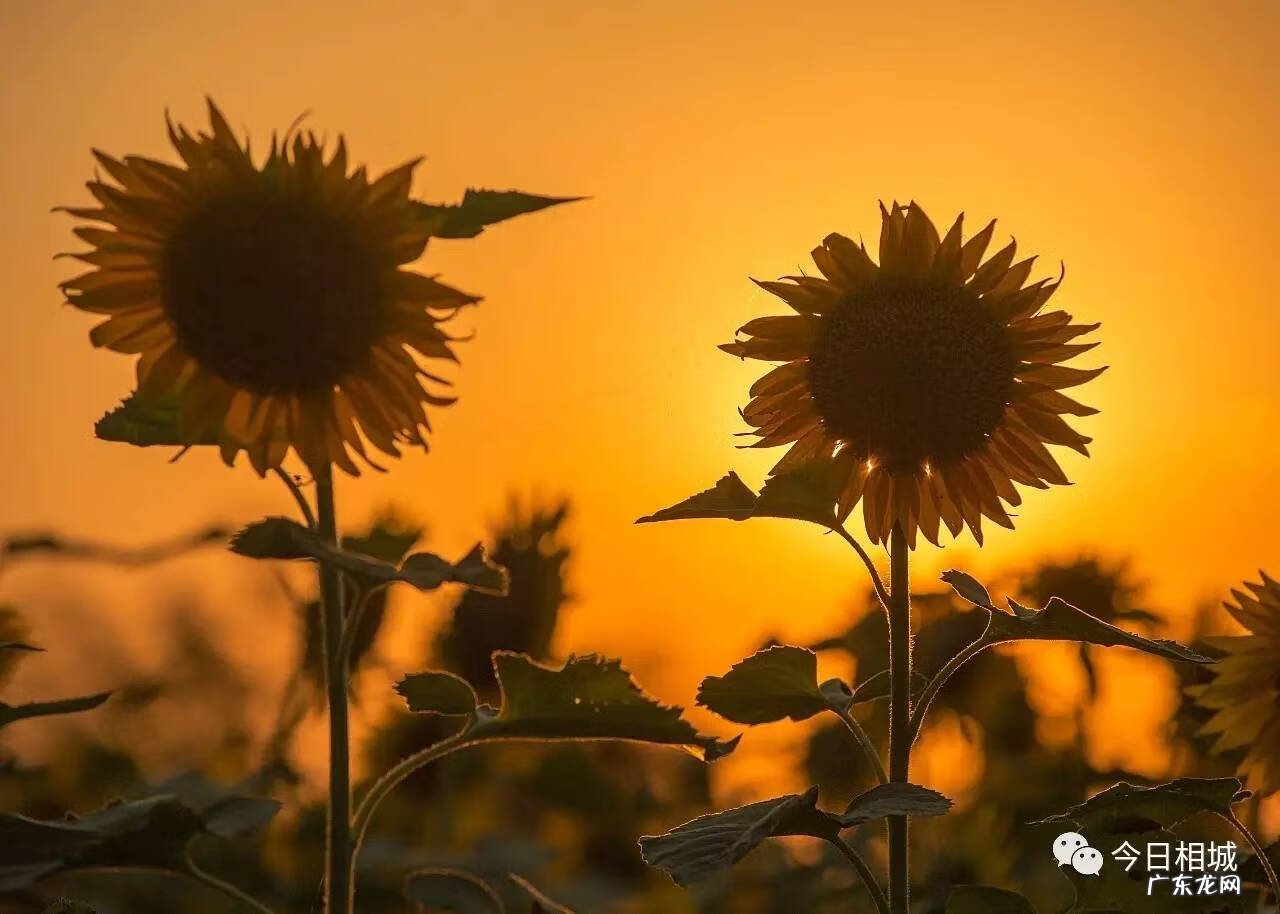 相城区学校绿化养护风水知识