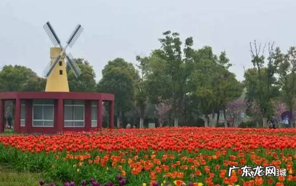 相城区学校绿化养护风水知识