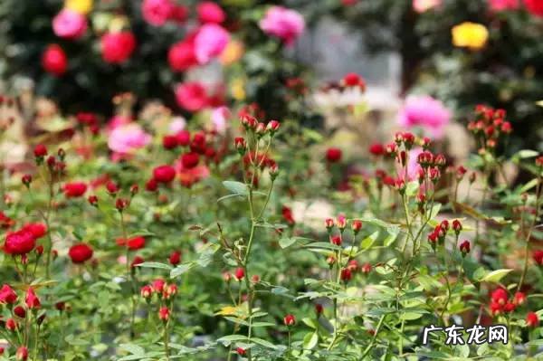 相城区学校绿化养护风水知识