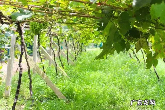 相城区学校绿化养护风水知识