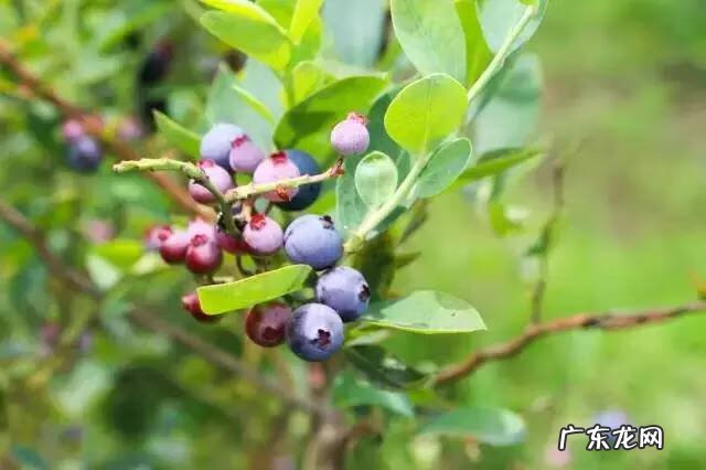 相城区学校绿化养护风水知识