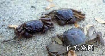 螃蟹的营养价值及功效与禁忌 螃蟹的营养价值及功效与作用