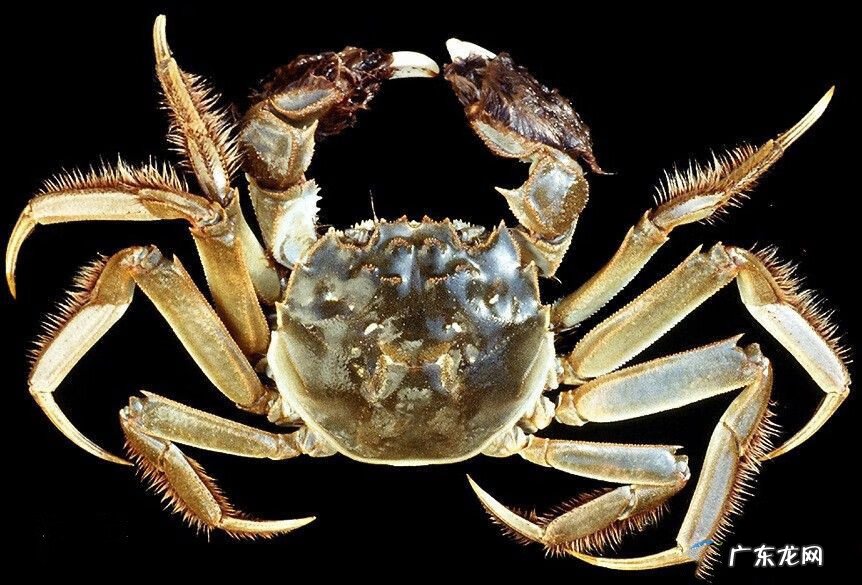 螃蟹的营养价值及功效与禁忌 螃蟹的营养价值及功效与作用