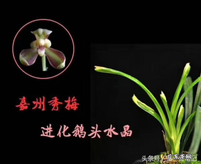 风水局有哪些 春兰的风水局