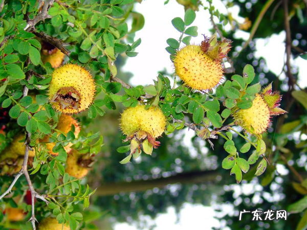 刺梨子和金樱子的区别 刺梨子的图片