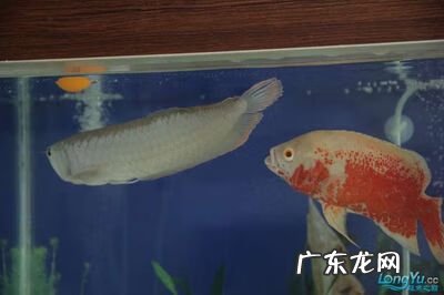 龙鱼五行属什么 龙鱼和什么鱼搭配风水