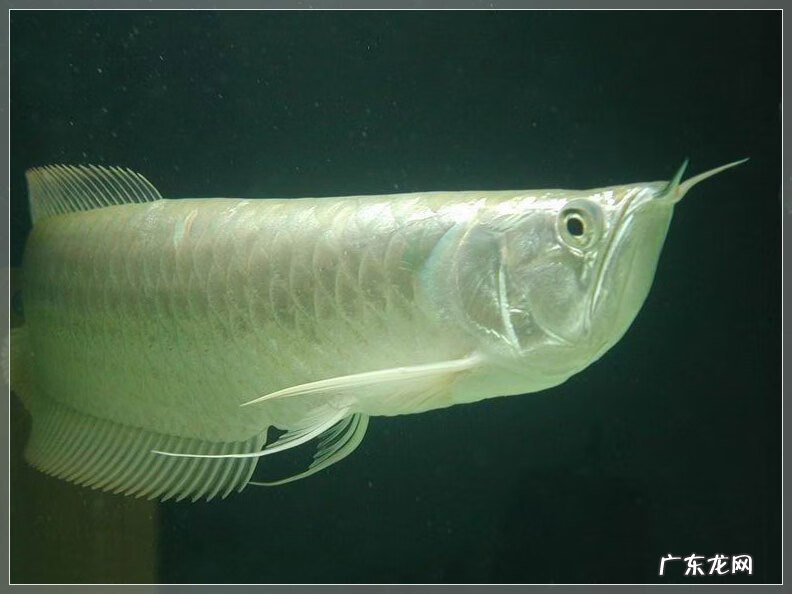 龙鱼五行属什么 龙鱼和什么鱼搭配风水