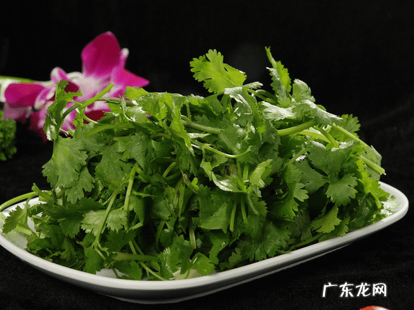 吃香菜的好处和坏处 香菜的功效与作用及营养价值