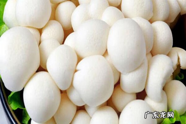 白玉菇蘑菇 白玉菇的功能和作用