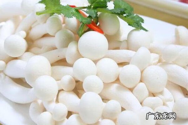 白玉菇蘑菇 白玉菇的功能和作用