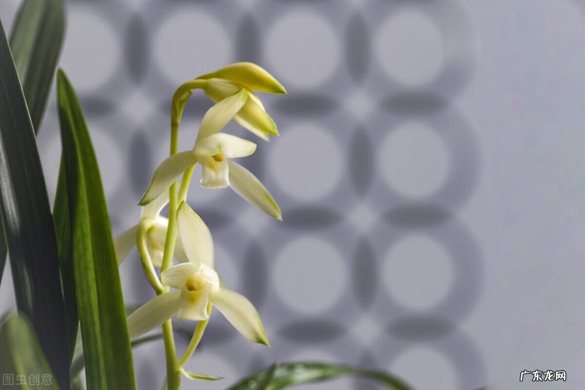 惠兰旺风水吗 惠兰花摆放的风水讲究