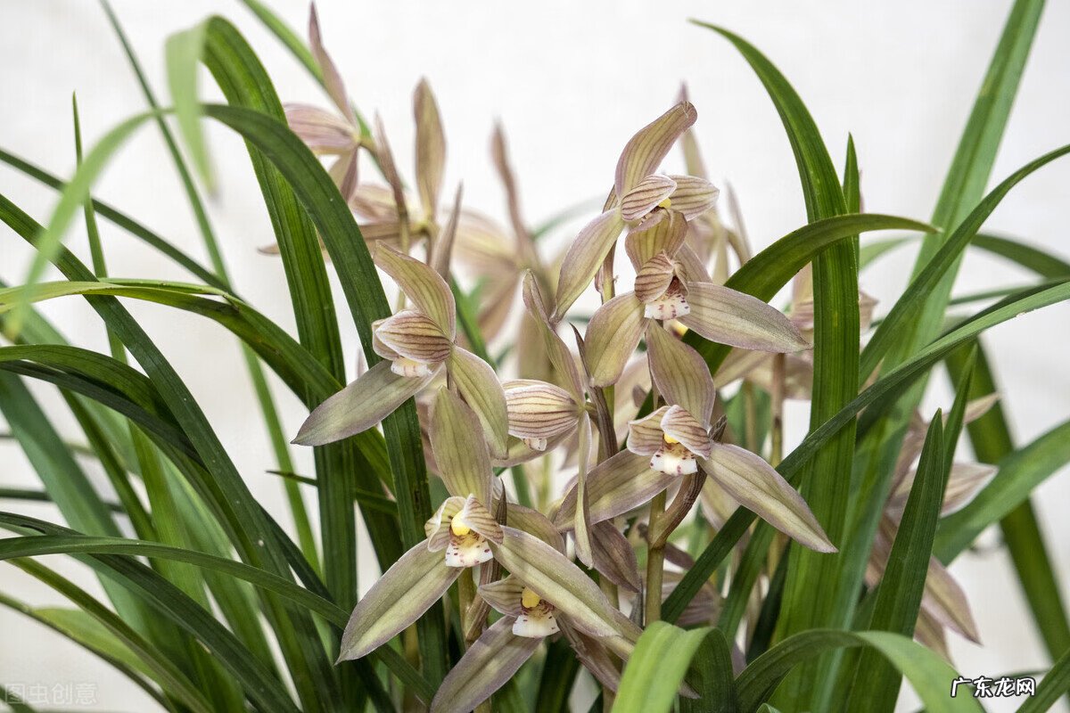 惠兰旺风水吗 惠兰花摆放的风水讲究