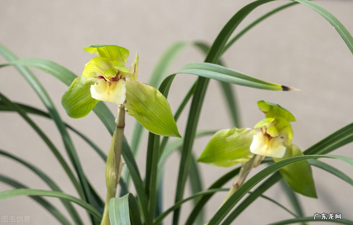 惠兰旺风水吗 惠兰花摆放的风水讲究