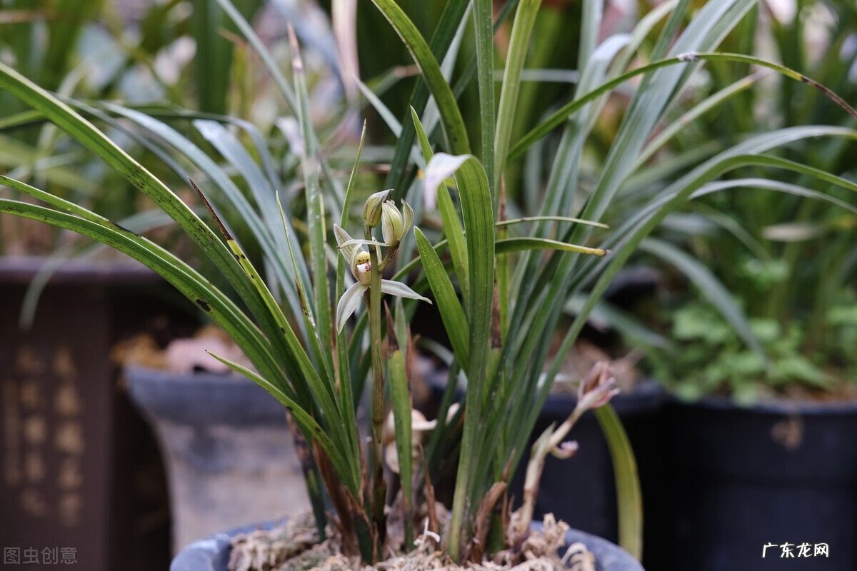 惠兰旺风水吗 惠兰花摆放的风水讲究