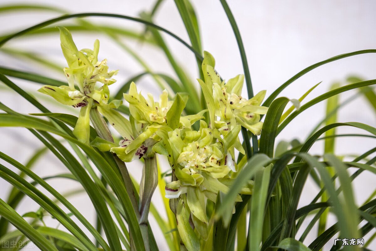 惠兰旺风水吗 惠兰花摆放的风水讲究