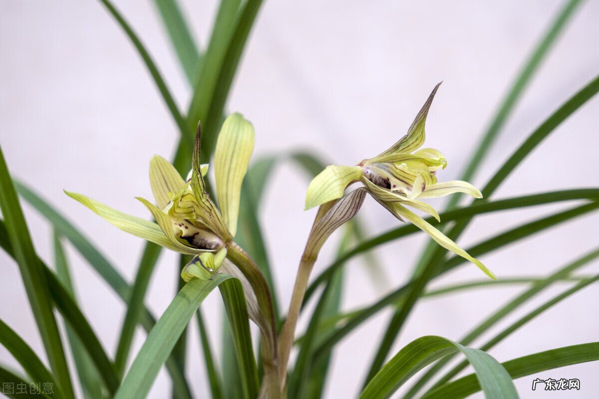 惠兰旺风水吗 惠兰花摆放的风水讲究