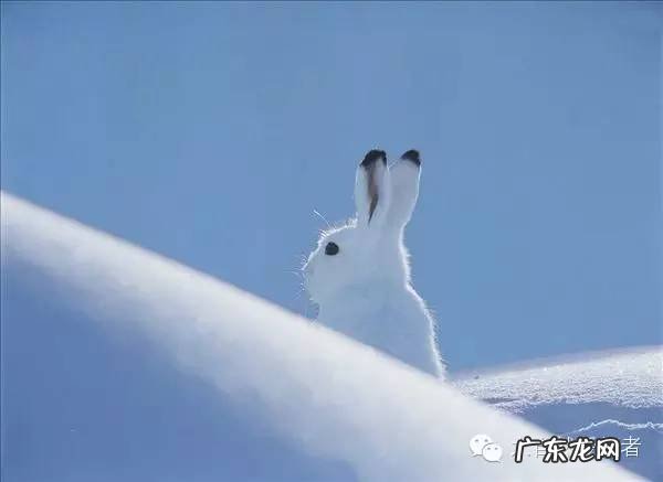 冰雪世界的伪装者北极兔 北极兔稀有兔子品种介绍，北极兔简介