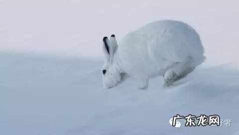 冰雪世界的伪装者北极兔 北极兔稀有兔子品种介绍，北极兔简介