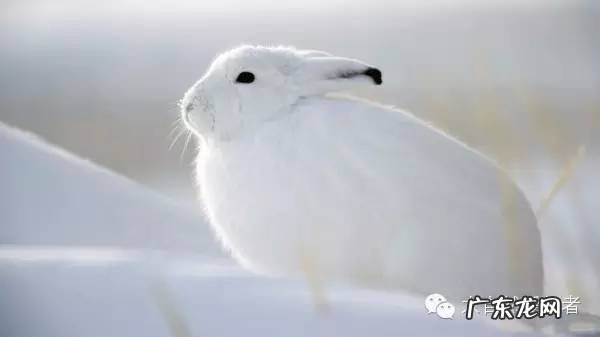 冰雪世界的伪装者北极兔 北极兔稀有兔子品种介绍,北极兔简介