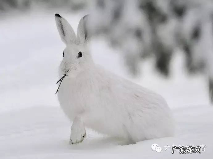 冰雪世界的伪装者北极兔 北极兔稀有兔子品种介绍，北极兔简介