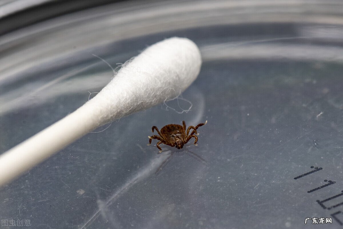 蜱虫咬了以后有什么症状 蜱虫咬后的症状