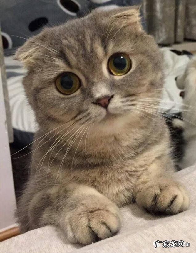 猫的绘画作品名称 艺术猫 美术