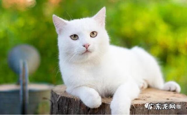 猫的绘画作品名称 艺术猫 美术