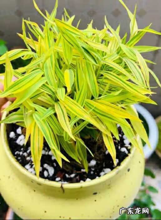 竹子风水禁忌 竹林 风水