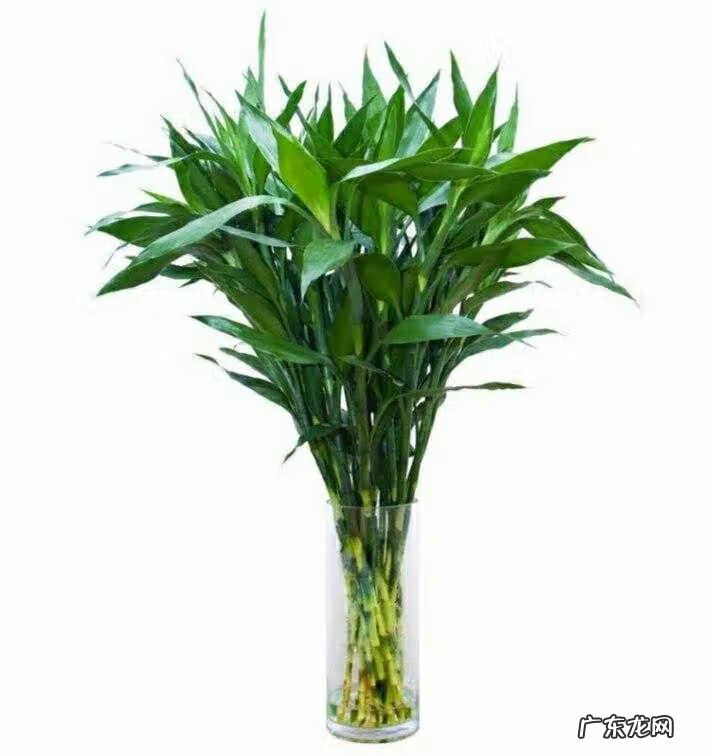 竹子风水禁忌 竹林 风水