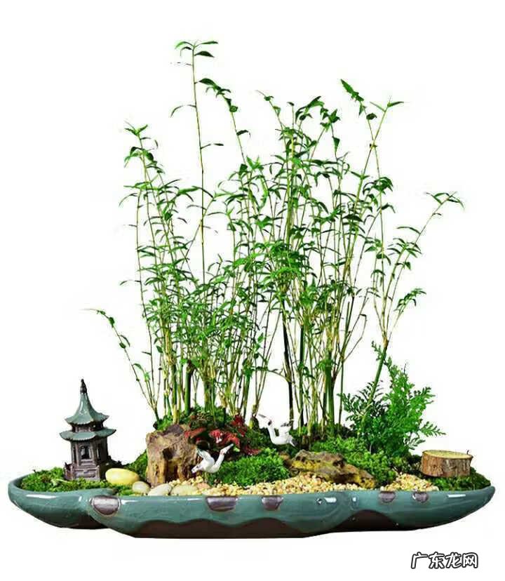 竹子风水禁忌 竹林 风水