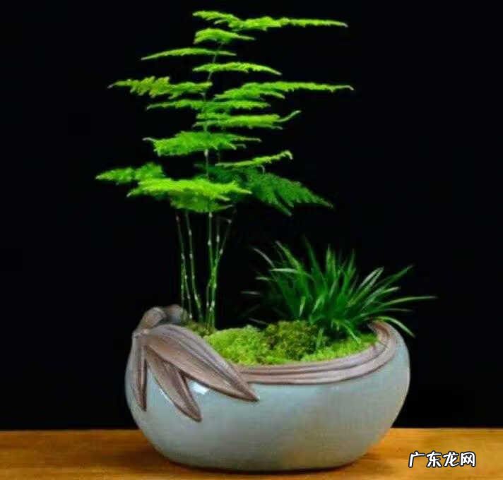 竹子风水禁忌 竹林 风水