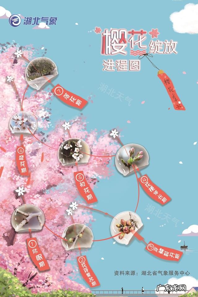 樱花飘落的好日子 樱日和什么意思