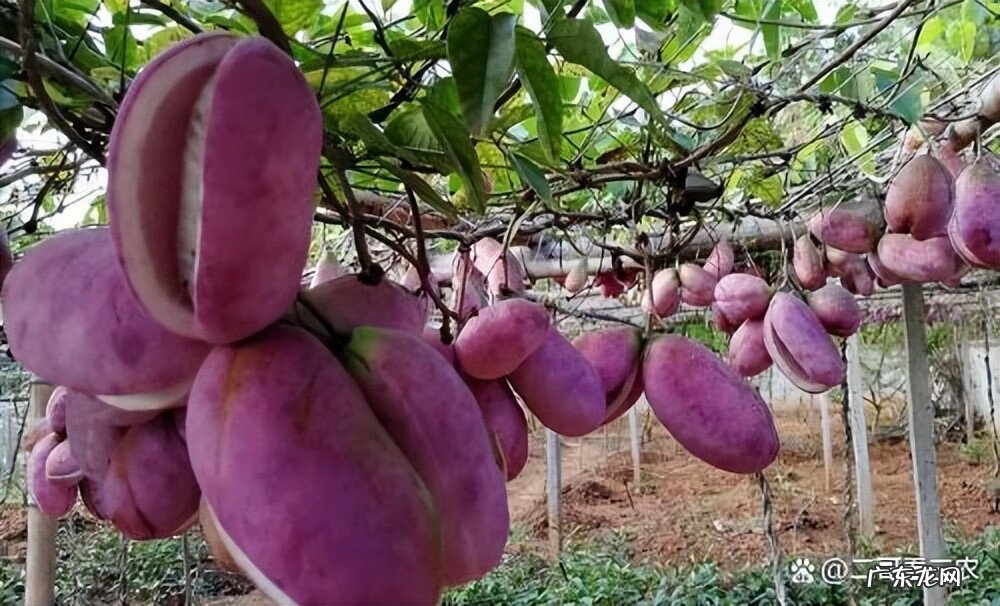 八月瓜有什么功效与作用 八月瓜的功效与作用?