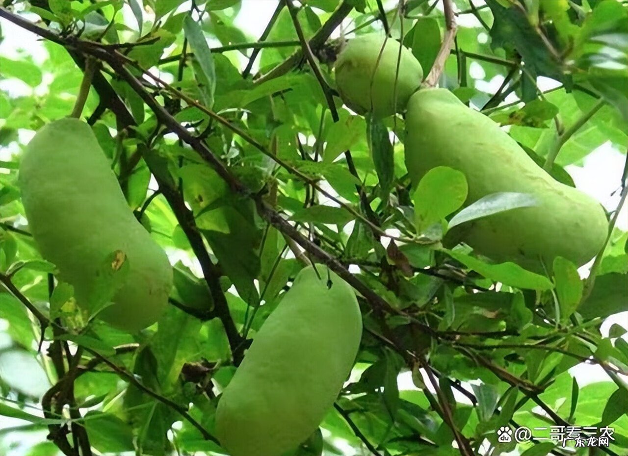 八月瓜有什么功效与作用 八月瓜的功效与作用?