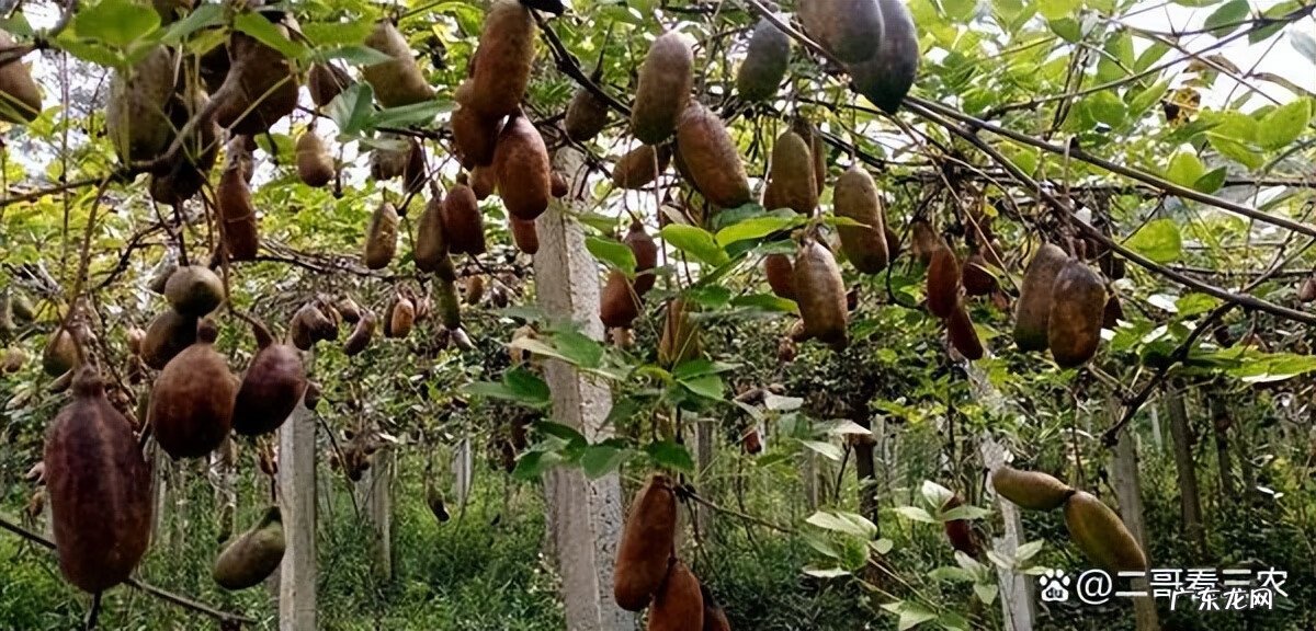 八月瓜有什么功效与作用 八月瓜的功效与作用?