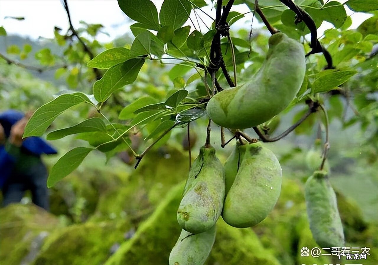 八月瓜有什么功效与作用 八月瓜的功效与作用?