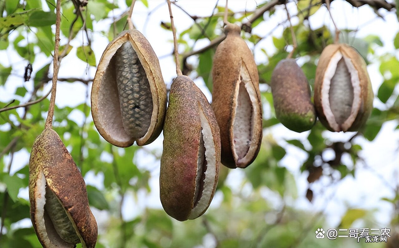 八月瓜有什么功效与作用 八月瓜的功效与作用?