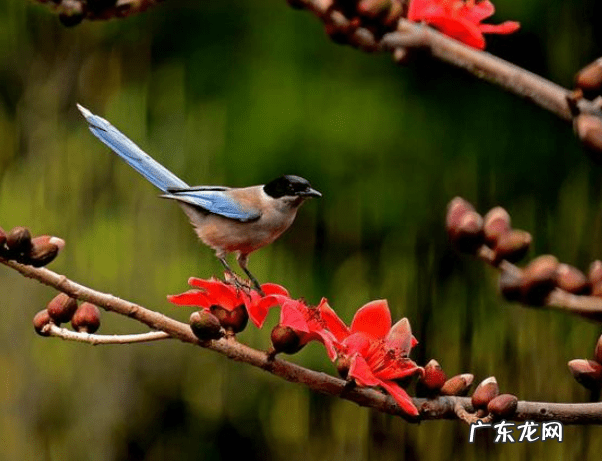 家里出现蜘蛛网风水 家里蜘蛛多风水说法