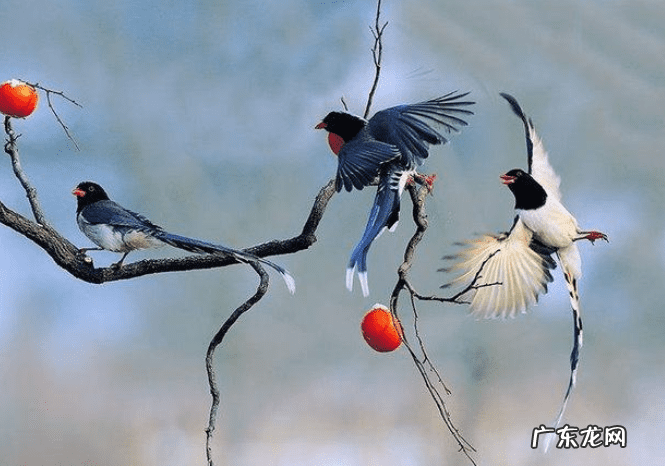 家里出现蜘蛛网风水 家里蜘蛛多风水说法