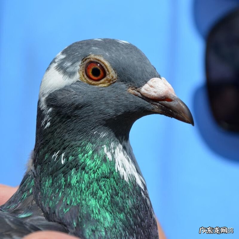捡回来的鸽子死了什么征兆 家里鸽子死了