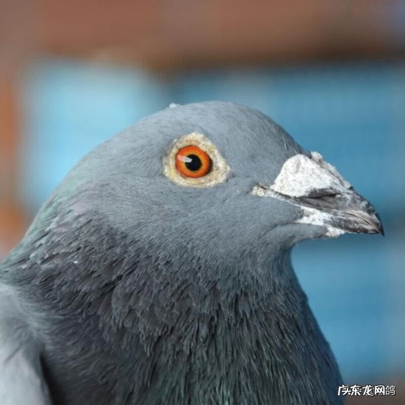 捡回来的鸽子死了什么征兆 家里鸽子死了
